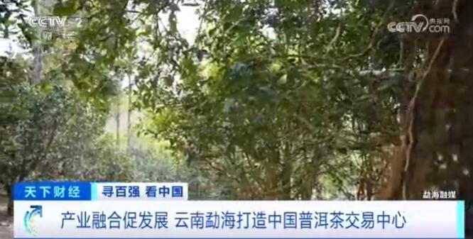 央视财经频道报道勐海茶产业