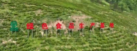 陕西：实施八大工程 全力推动茶产业全产业链发展