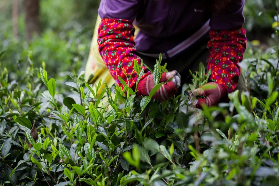 根植国家公园的正山小种红茶，正呈现出新的表达