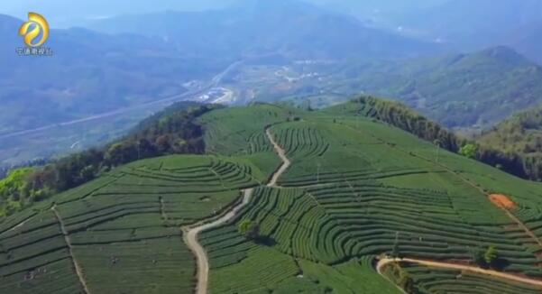 引领福安茶产业高质量发展