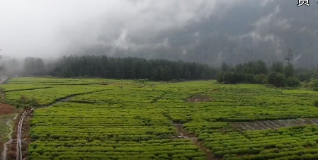 林芝市茶产业有力促进农牧民群众持续稳定增收