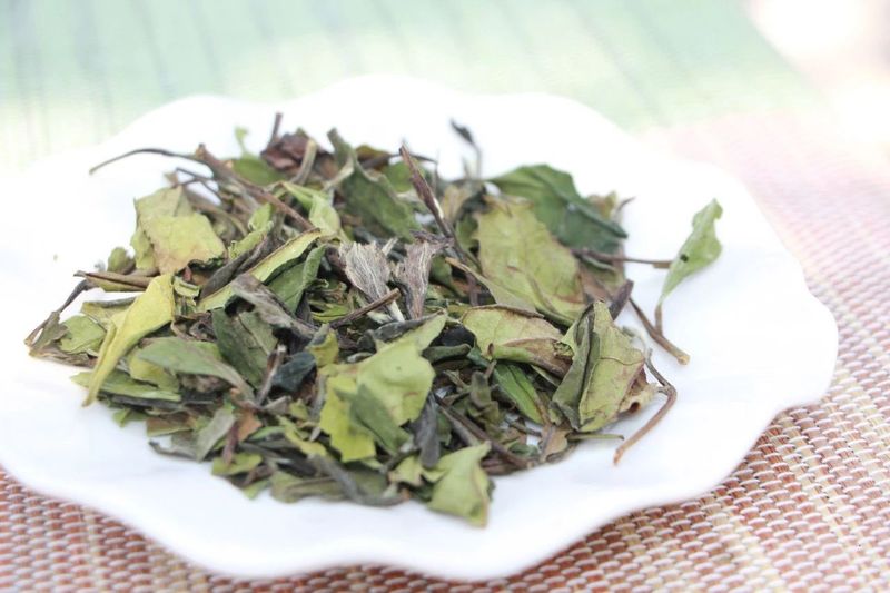 高山白茶和平地白茶的差别在哪里 茶友网 原中国普洱茶网
