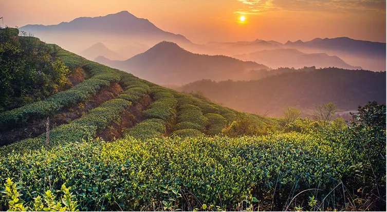 高山白茶和平地白茶的差别在哪里 茶友网 原中国普洱茶网